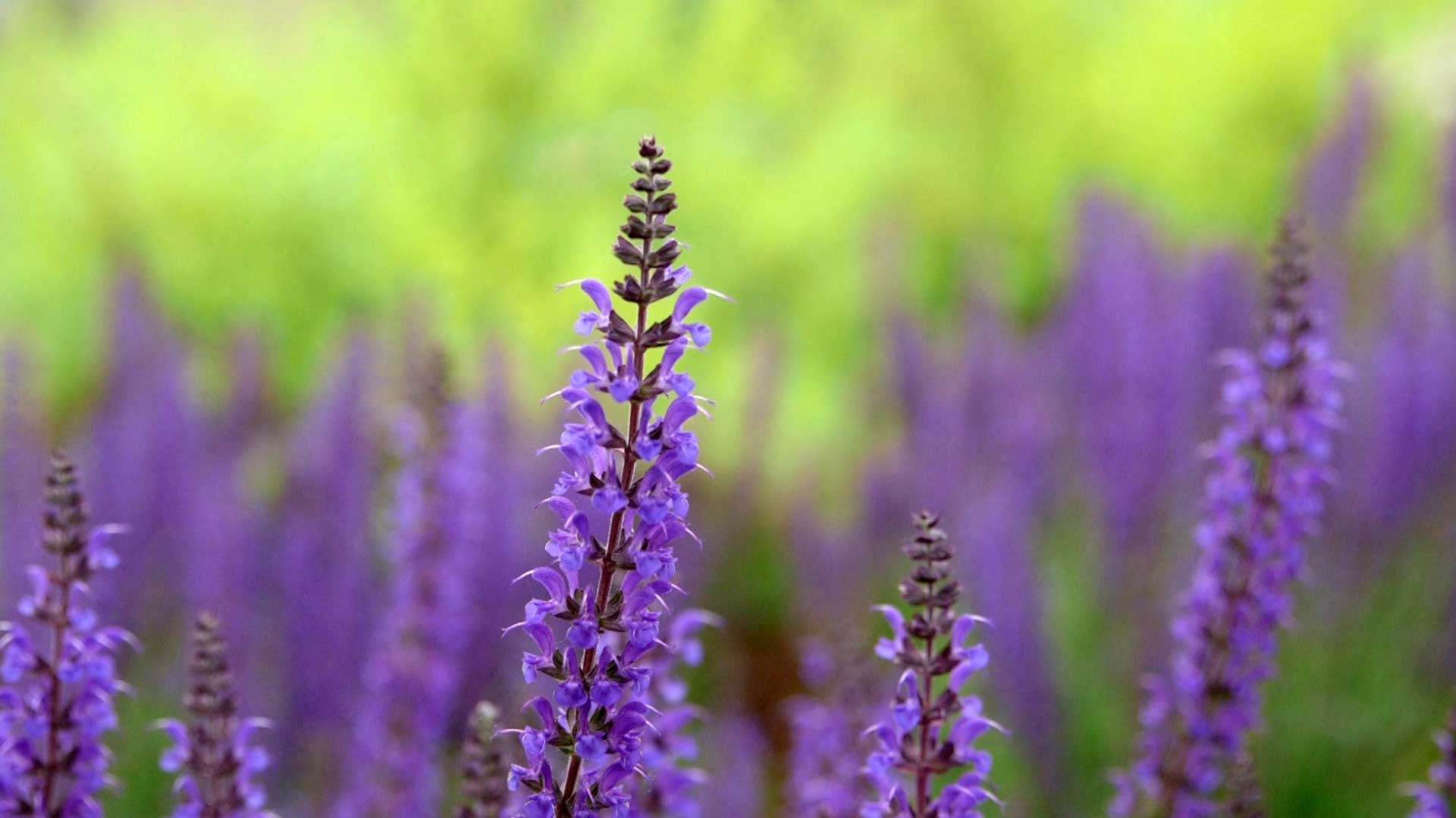 A lavendar plant at this Blue Heron at Blackthorn wedding in South Bend, IN.